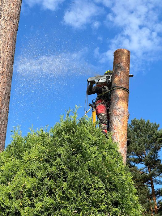 WYCINKA i pielęgnacja drzew | Mielenie gałęzi | RĘBAK Frezowanie pni