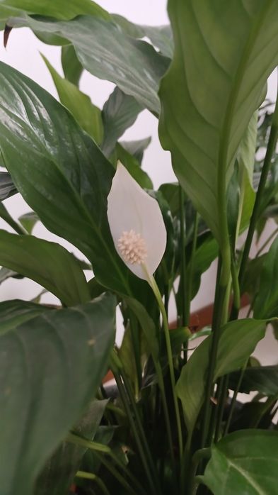 Lírio da Paz Grande (Spathiphyllum) com 80cm + Vaso Incluído