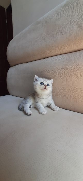 Британские котята