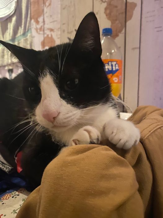 Gato adulto companheiro