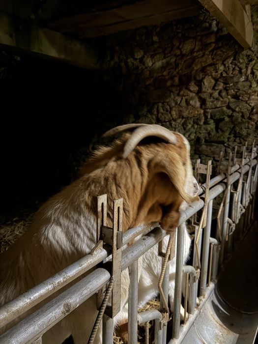 Vendo cabrito macho boer puro