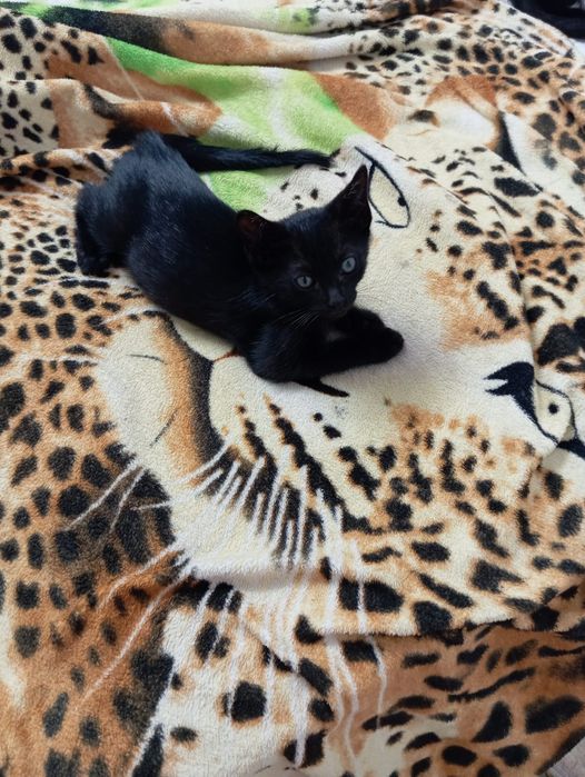 Irmãos Onix !!Gatinhos para adoção