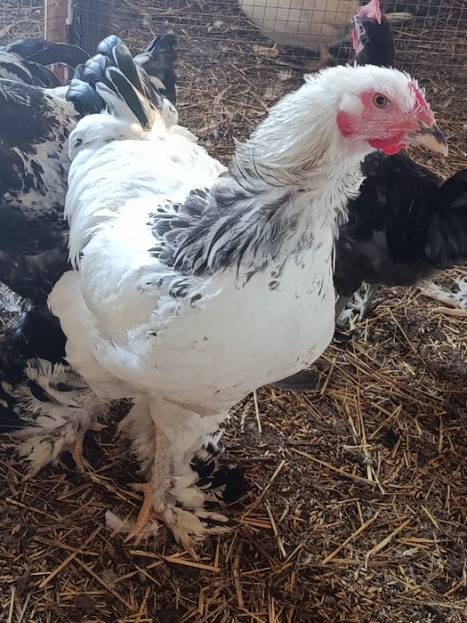Brahma olbrzymia