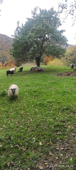 Продам Карпатські Вівці і Барани