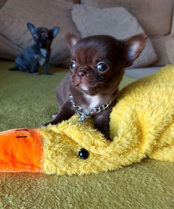 Chihuahua Macho  com Lop ( Pedegree)