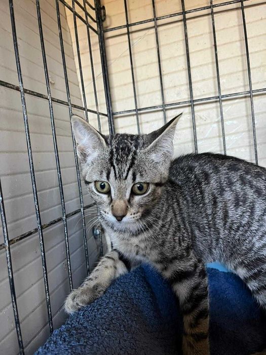 Jasmim - gatinha para adopção