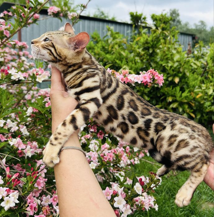 Piękna kotka Bengal z prawami hodowlanymi