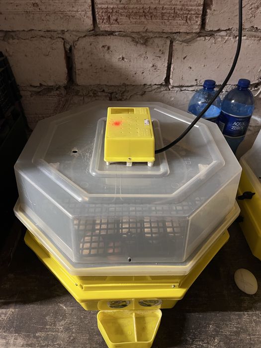 Sprzedam inkubator cleo 5