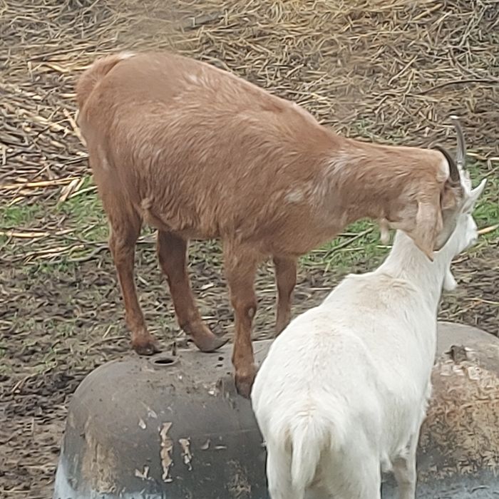 Зааненские  100% и нубийские кокозы