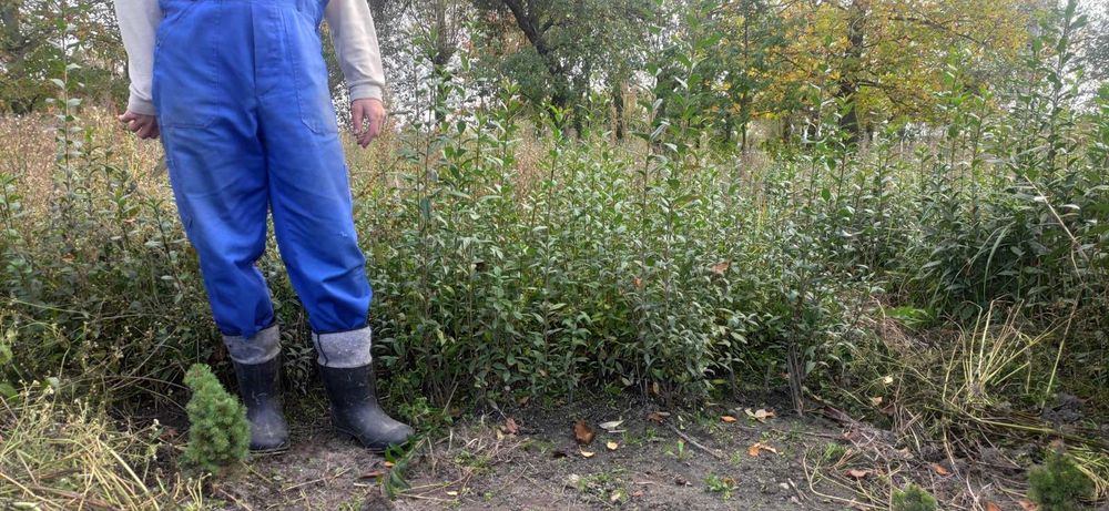 Бірючина живопліт