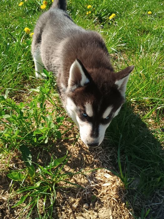 Siberian Husky piesek