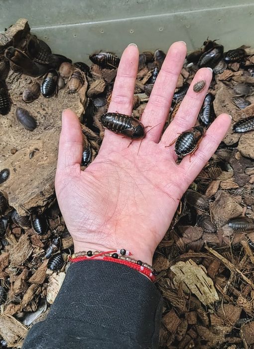KARACZAN DUBIA! ~ Karmówka ~ TANIO! od 0,25gr