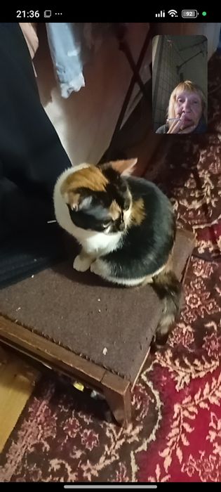 Одам трёх цветную кошечку