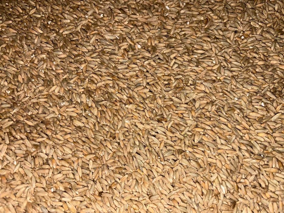 żyto ozime sprzedam