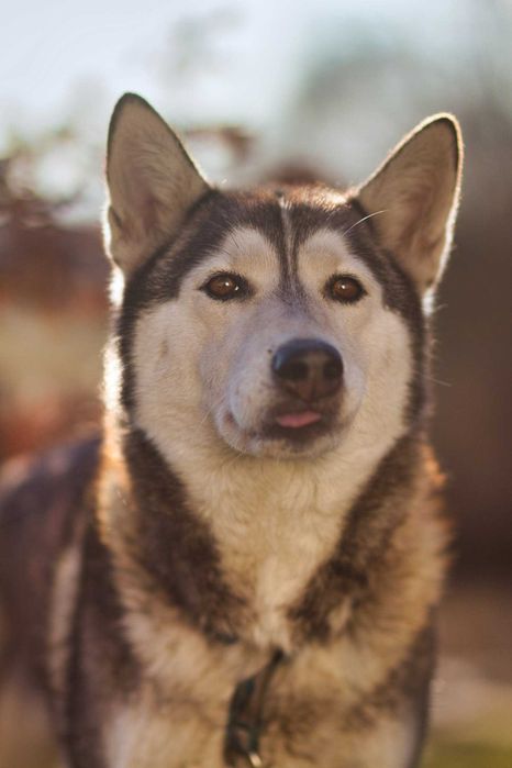 Mira kochana suczka w typie husky, proludzka, wesoła szuka domu