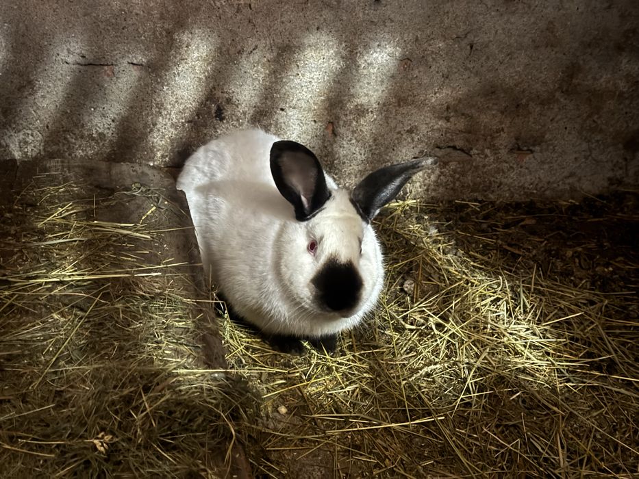 Кролі, Молодняк кролів, помісь білого велетня та каліфорнійця