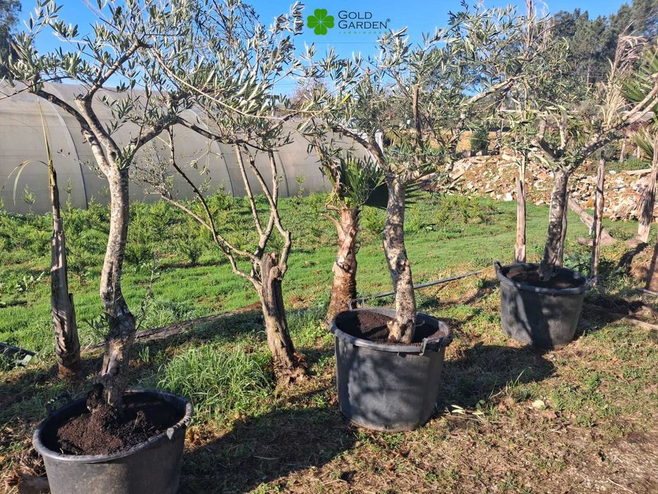 Oliveiras a Bom Preço