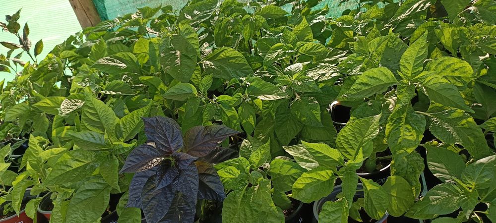 Vendo plantas de malaguetas / pimentas raras