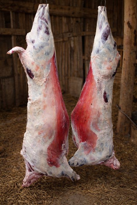 Tuszki owca kameruńska domowa chodowla