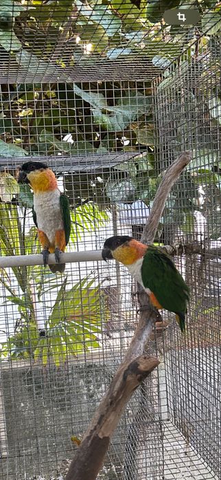 Pionites Melanocephala