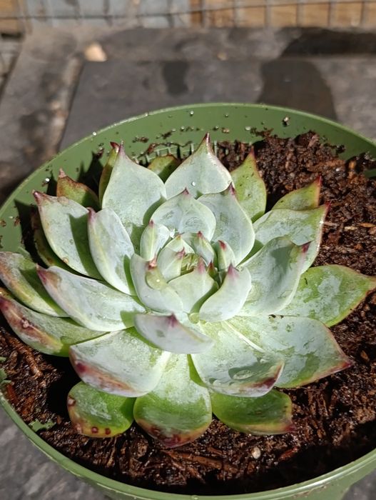Planta suculenta