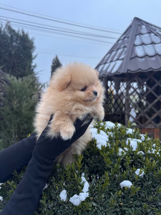 Шикарні цуцики Шпіца