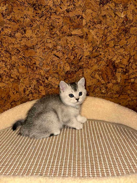 Шотландське кошеня, Скотіш Страйт Львів