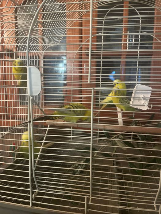 5 Piriquitos Amarelos