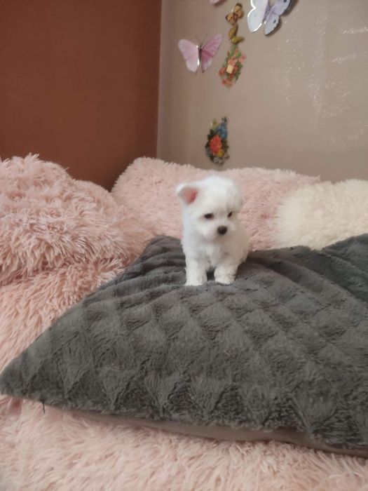 Słodziutki Bielutki Maltańczyk