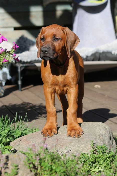 Rhodesian Ridgeback sunia Olsztyn • OLX.pl
