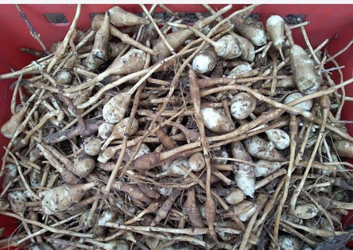 Topinambur ekologiczny 1 kg