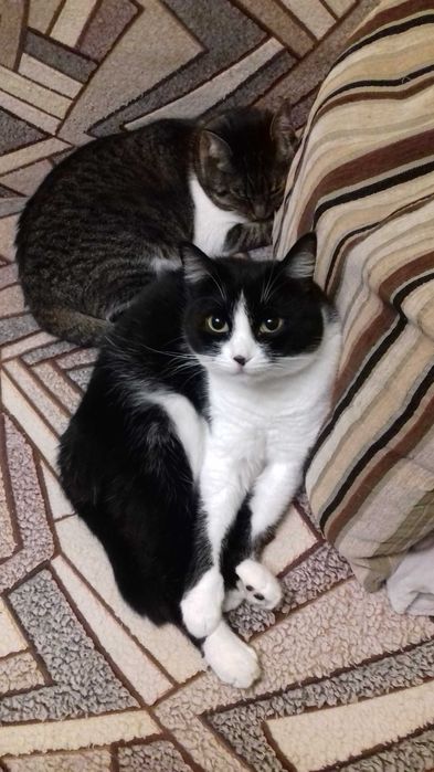 евакуація тварин з Харкова