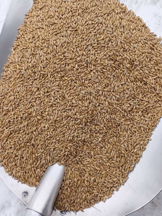 Jeczmien jary kws Haris