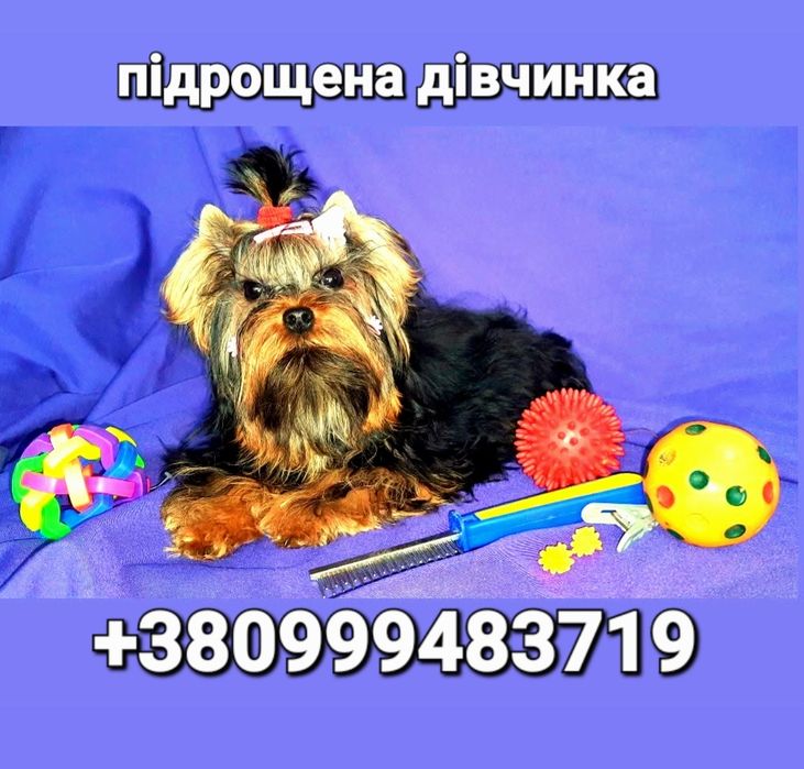 Всі ф/сьогодні і друге в черзі теж- дівчинка йорк -за тиждень буде сім міс.