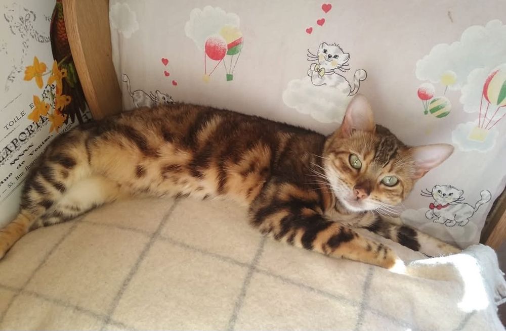 Котятки бенгалятки в любимци.Срочно