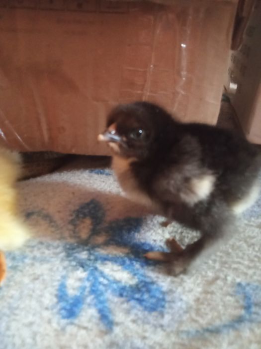 Продам інкубаційні яйця курей породи брама Вінницька область