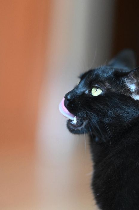 Słodki Figiel czeka na adopcje