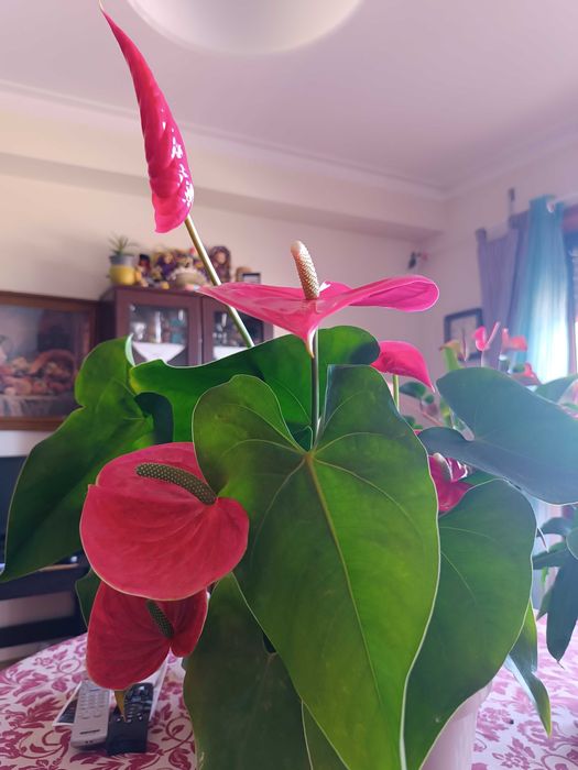 Plantas - as 3 podem ser vendidas individualmente