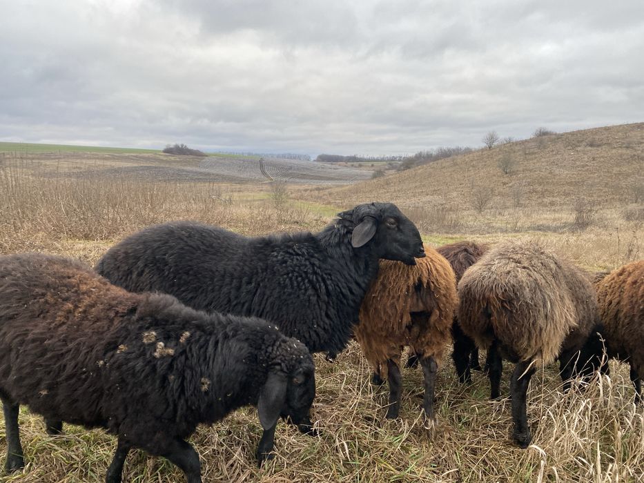 Курдючние Барани