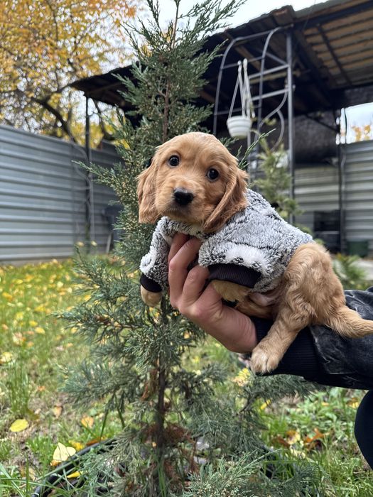 Маленькі руденькі дітки з паспортом