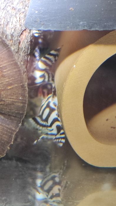 L333 select 120zl i dorosłe pary