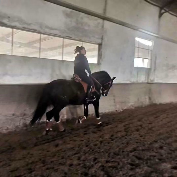 Cavalo de total confiança para pessoas sem experiência