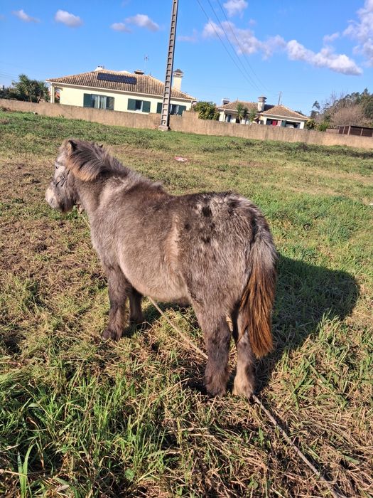 Pónei apaluso macho