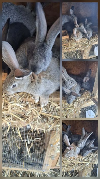 Królik Olbrzym Szynszylowaty/Żelazisty/Brązowy