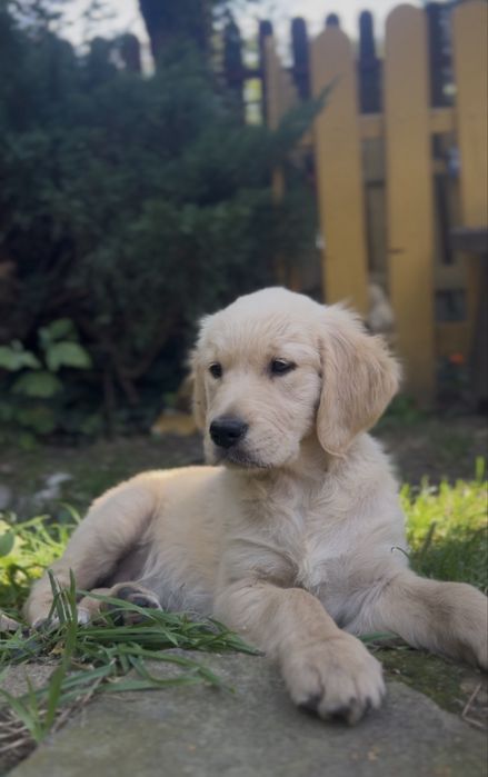 Golden retriever