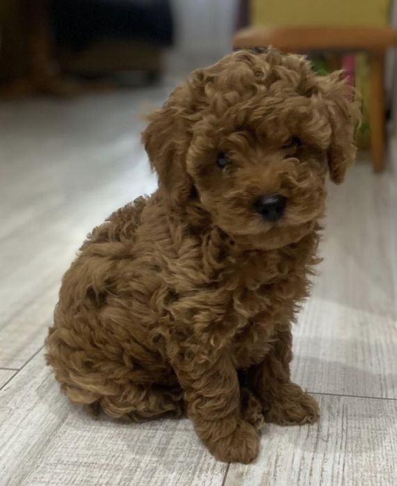 Pudel toy  dziewczyna