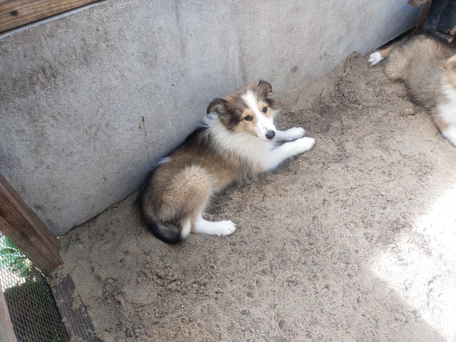 Owczarek szkocki collie suczka