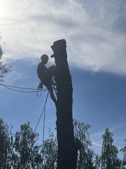 Пиляння дерев Валка дерев Кронування Арборист