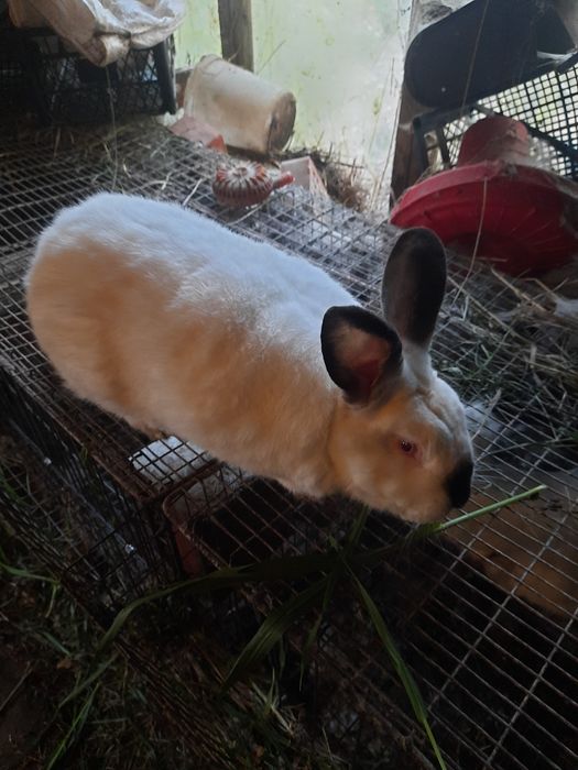 Продам кроликів каліфорнійської породии