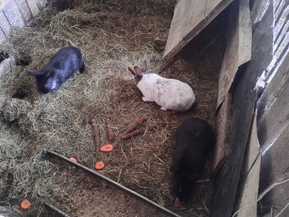 Sprzedam młode króliki